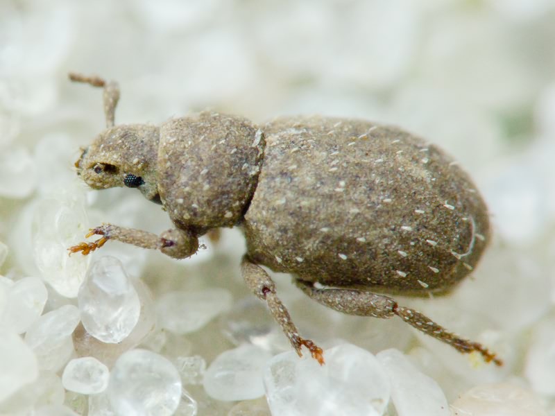 Trachyphloeus spinimanus Germar, 1824